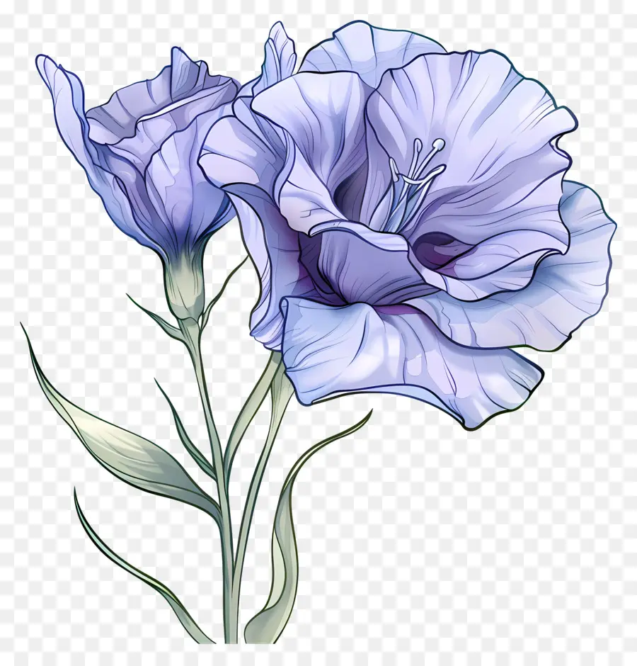 Bunga Lisianthus Biru，Bunga Bunga Ungu PNG