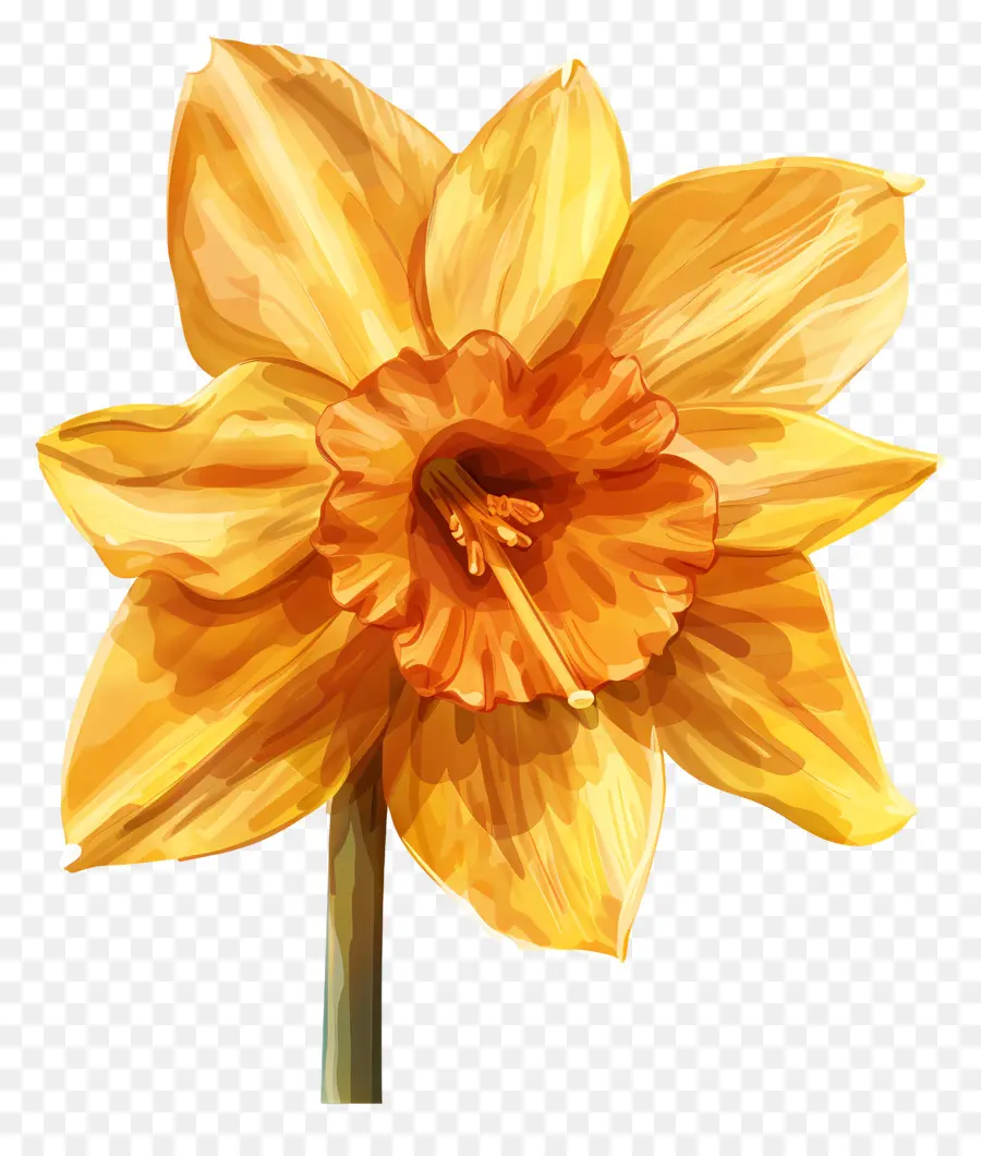 Daffodil Kuning，Daffodil PNG