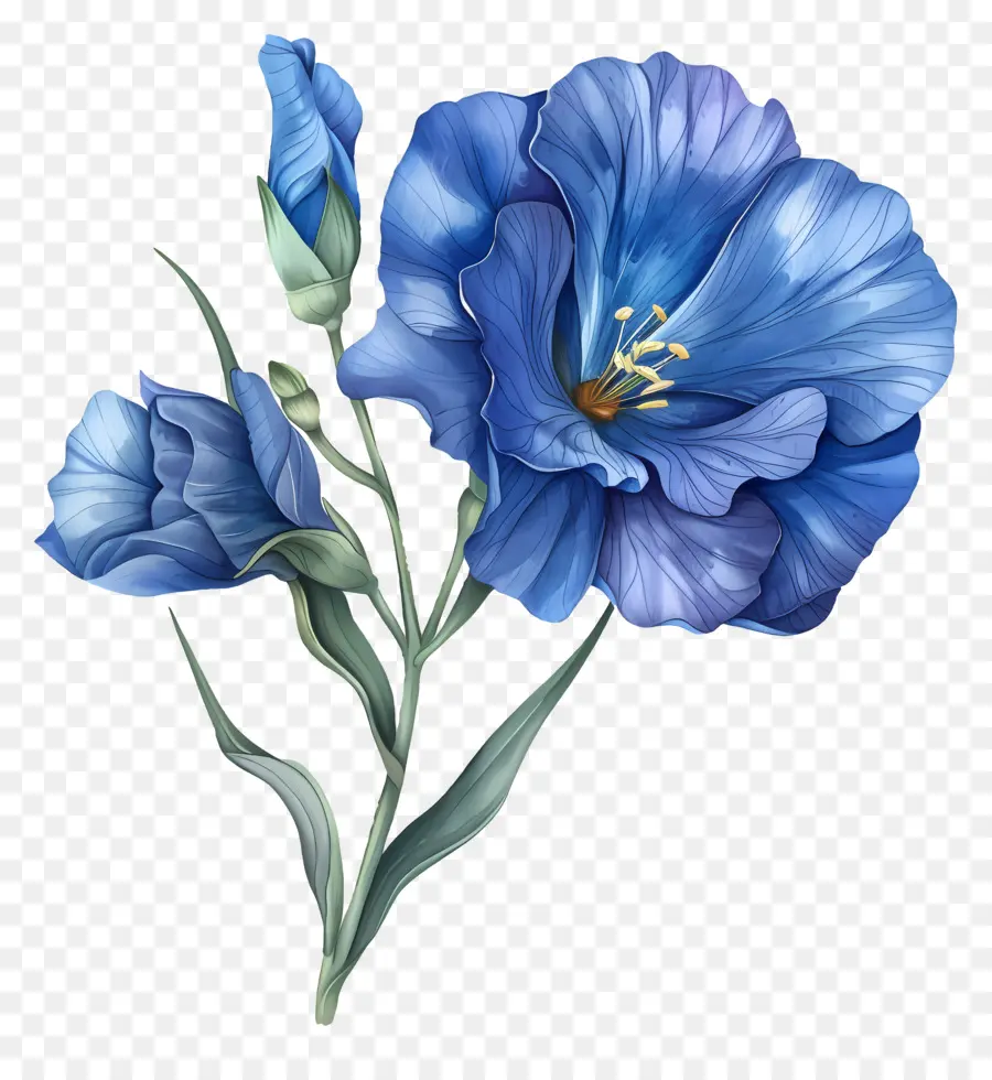 Bunga Lisianthus Biru，Bunga Biru PNG