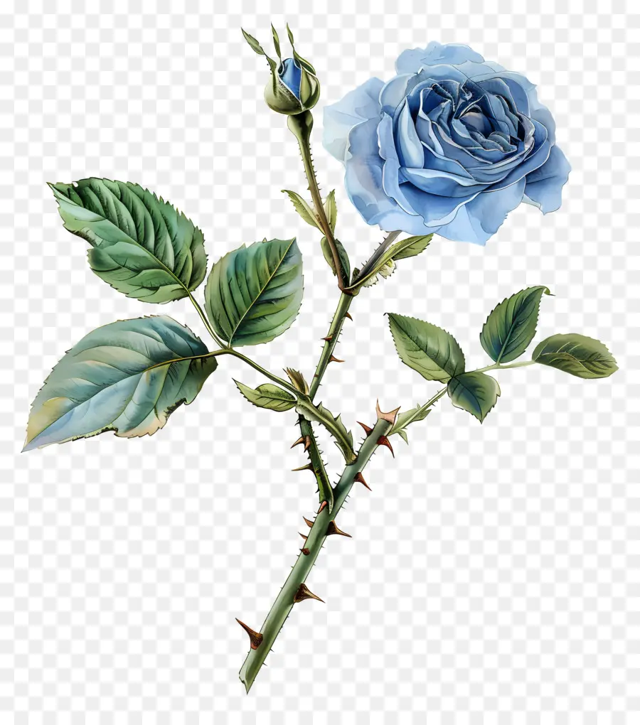 Mawar Biru，Bunga PNG