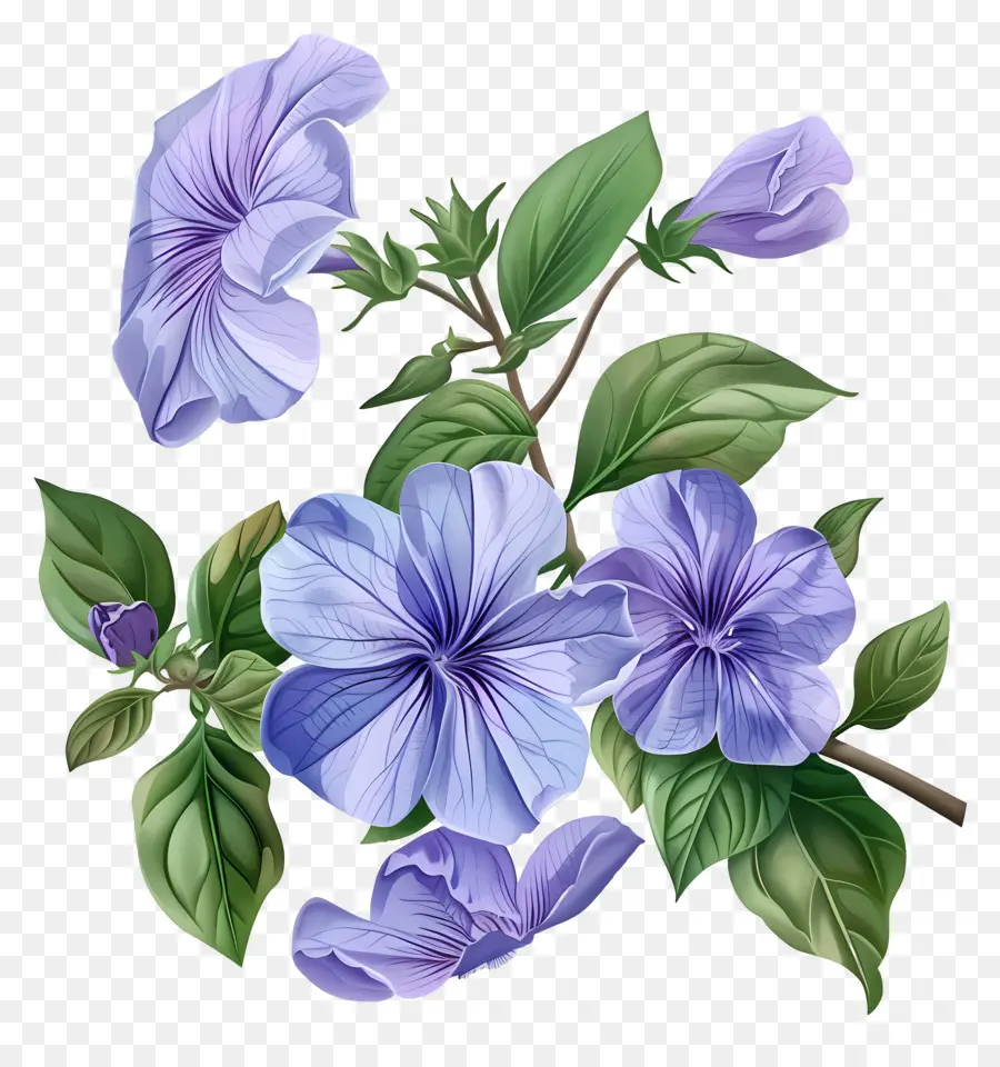 Bunga Periwinkle，Bunga Bunga Biru PNG
