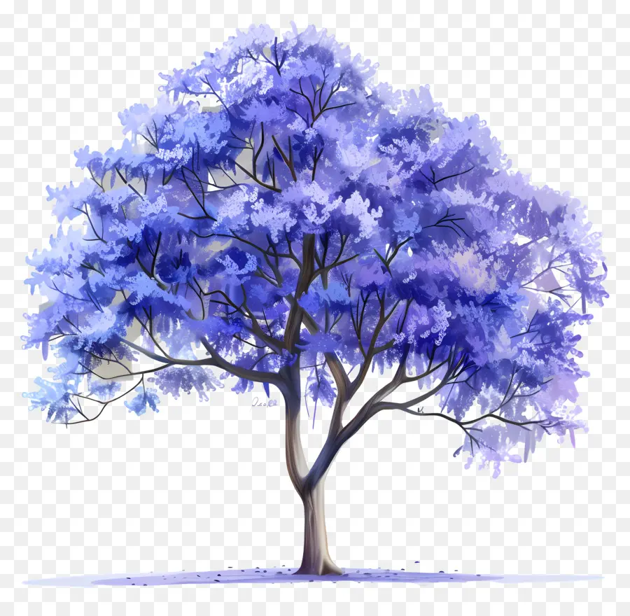 Pohon Jacaranda Biru，Pohon PNG