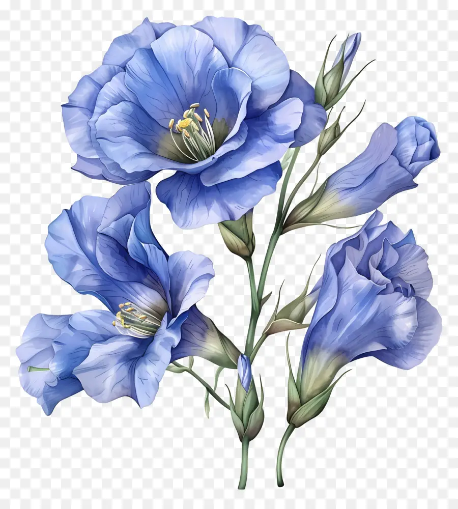 Bunga Lisianthus Biru，Bunga Biru PNG