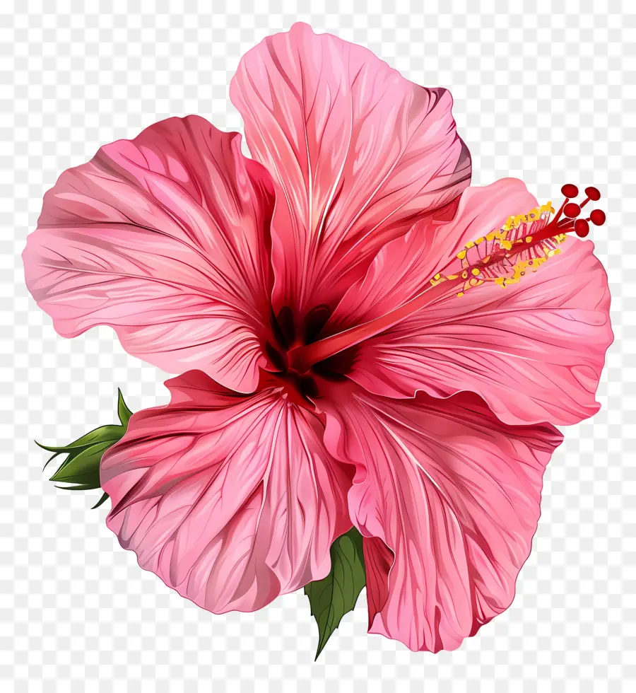 Hibiscus Pink，Bunga Hibiscus Pink PNG