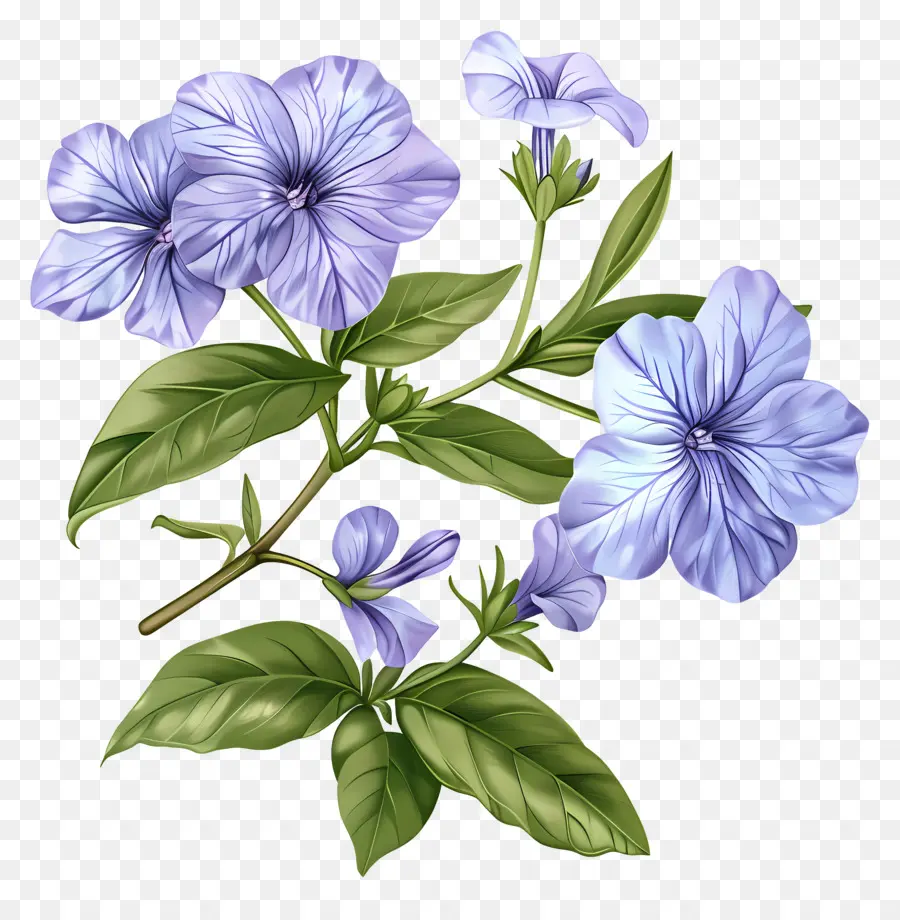 Bunga Periwinkle，Bunga Ungu PNG