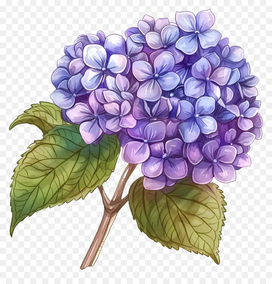 Hydrangea Kecil Yang Keren，Hortensia PNG