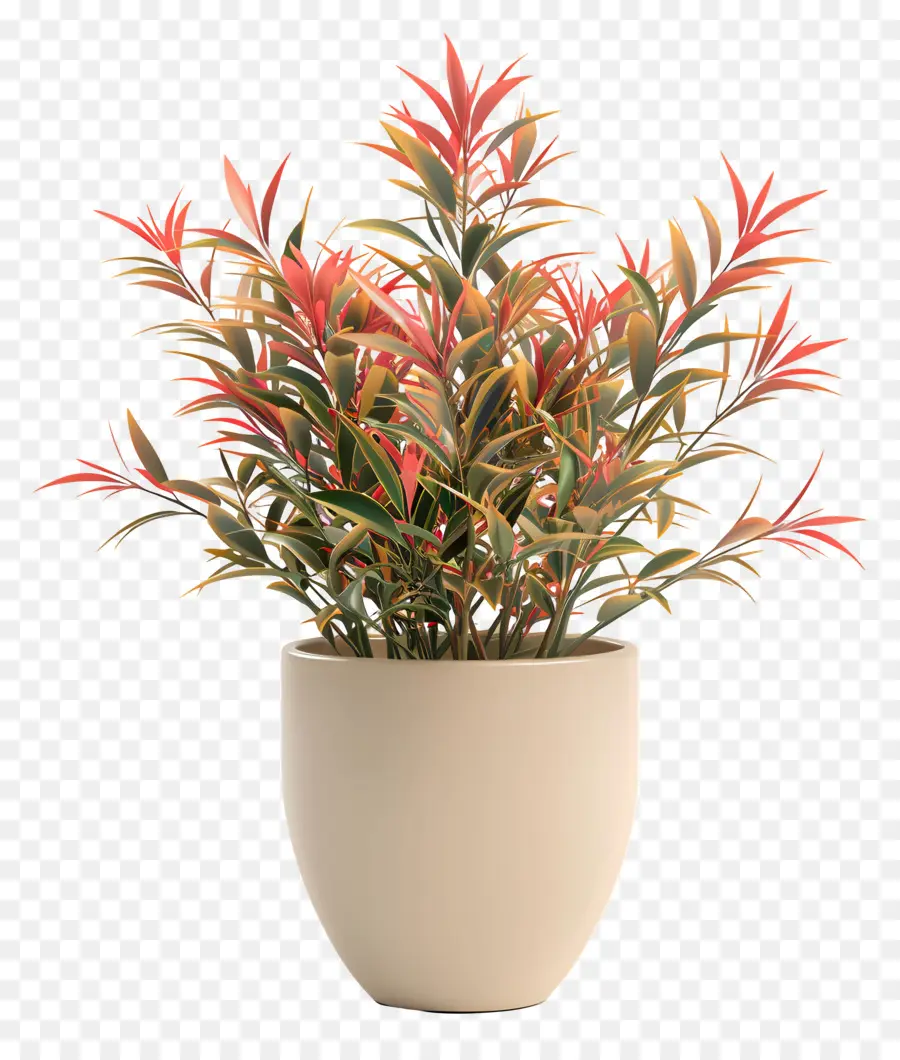 Nandina Domestika，Tanaman Dalam Pot PNG