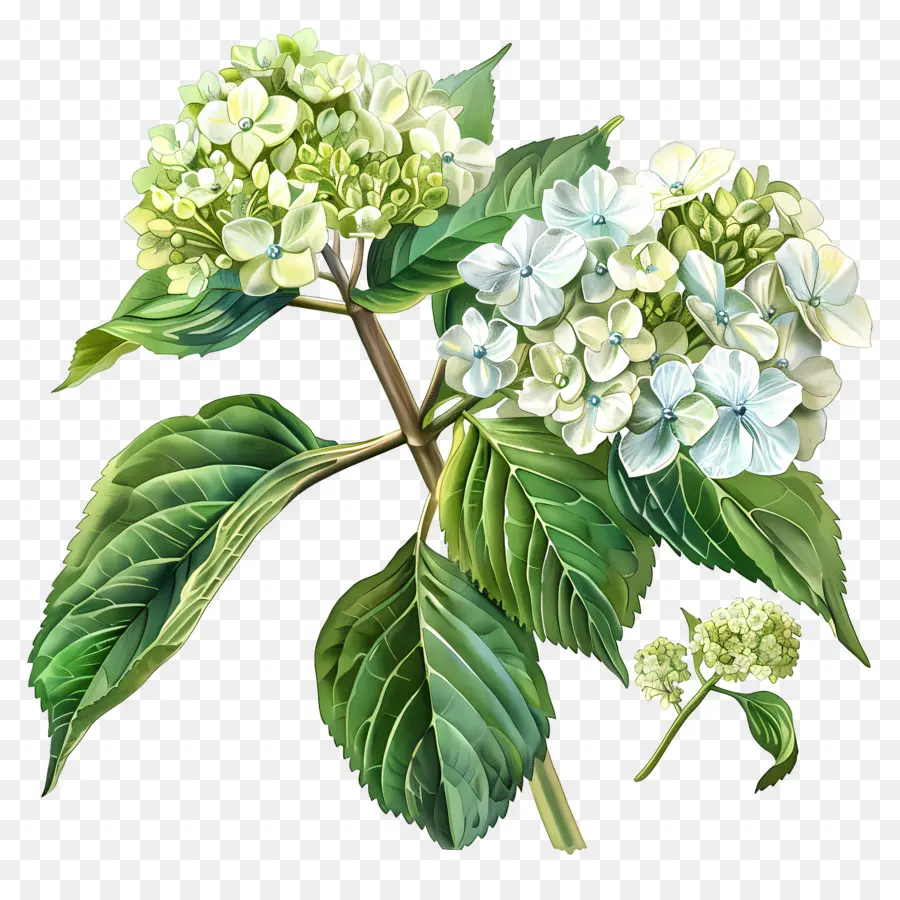 Hydrangea Quercifolia Pee Wee，Hydrangea Putih PNG