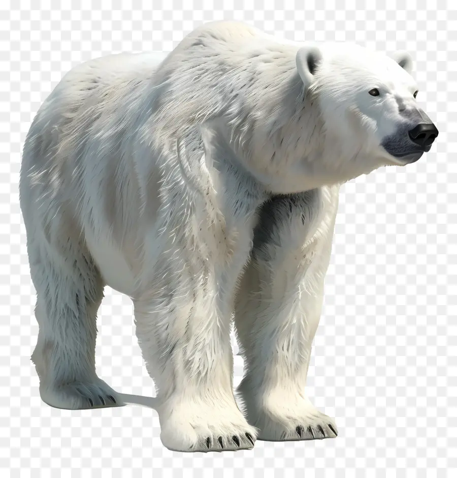 Tampilan Samping Beruang Kutub，Beruang Kutub PNG