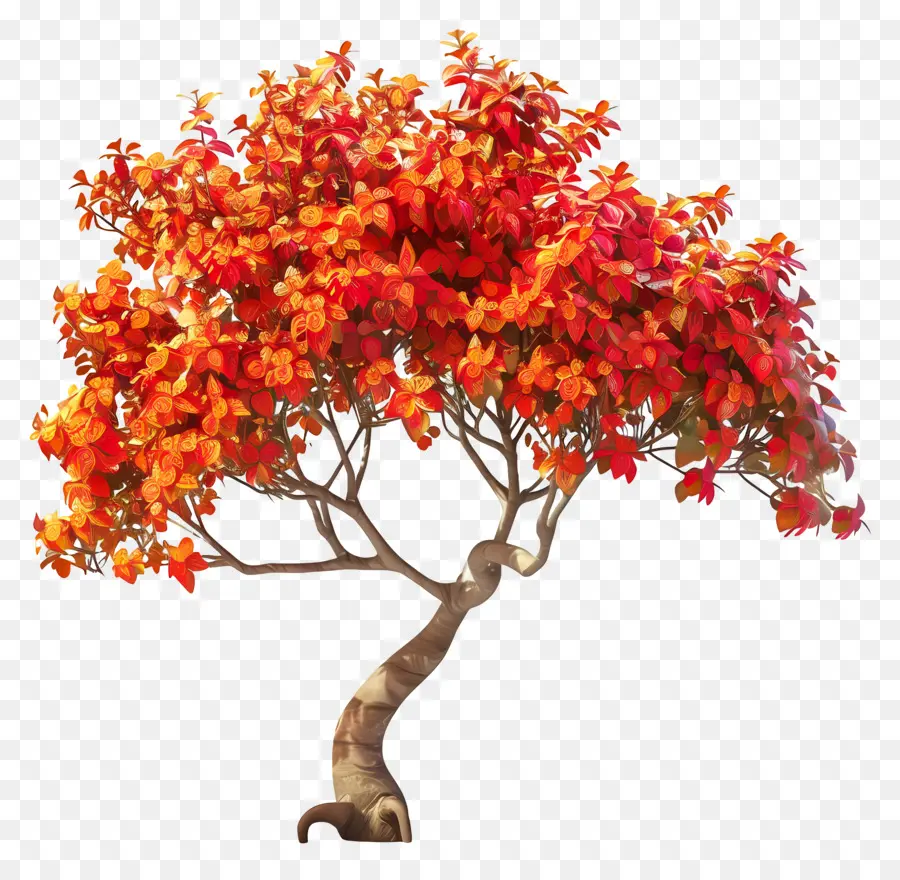 Pohon Flamboyan，Daun Yang Semarak PNG