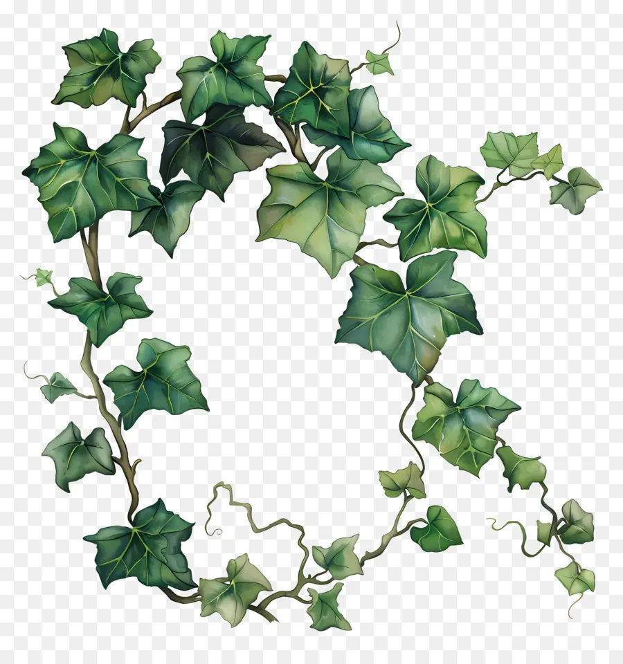 Inggris Ivy，Ivy Wreath PNG