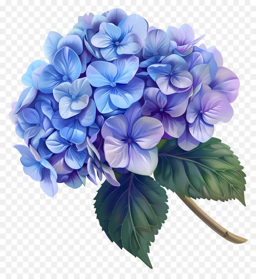 Hydrangea Kecil Yang Keren，Hydrangea Biru PNG