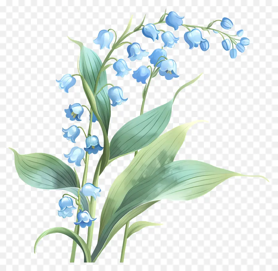 Lily Lembah，Bunga Bunga Biru PNG