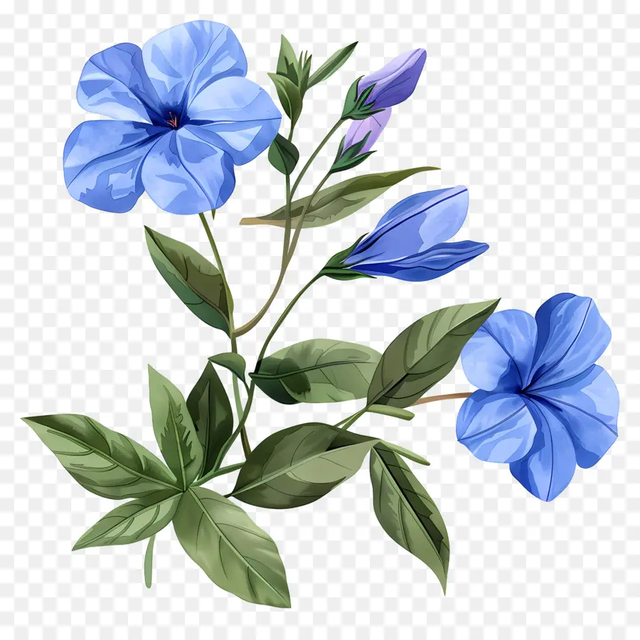 Bunga Periwinkle，Bunga Ungu PNG