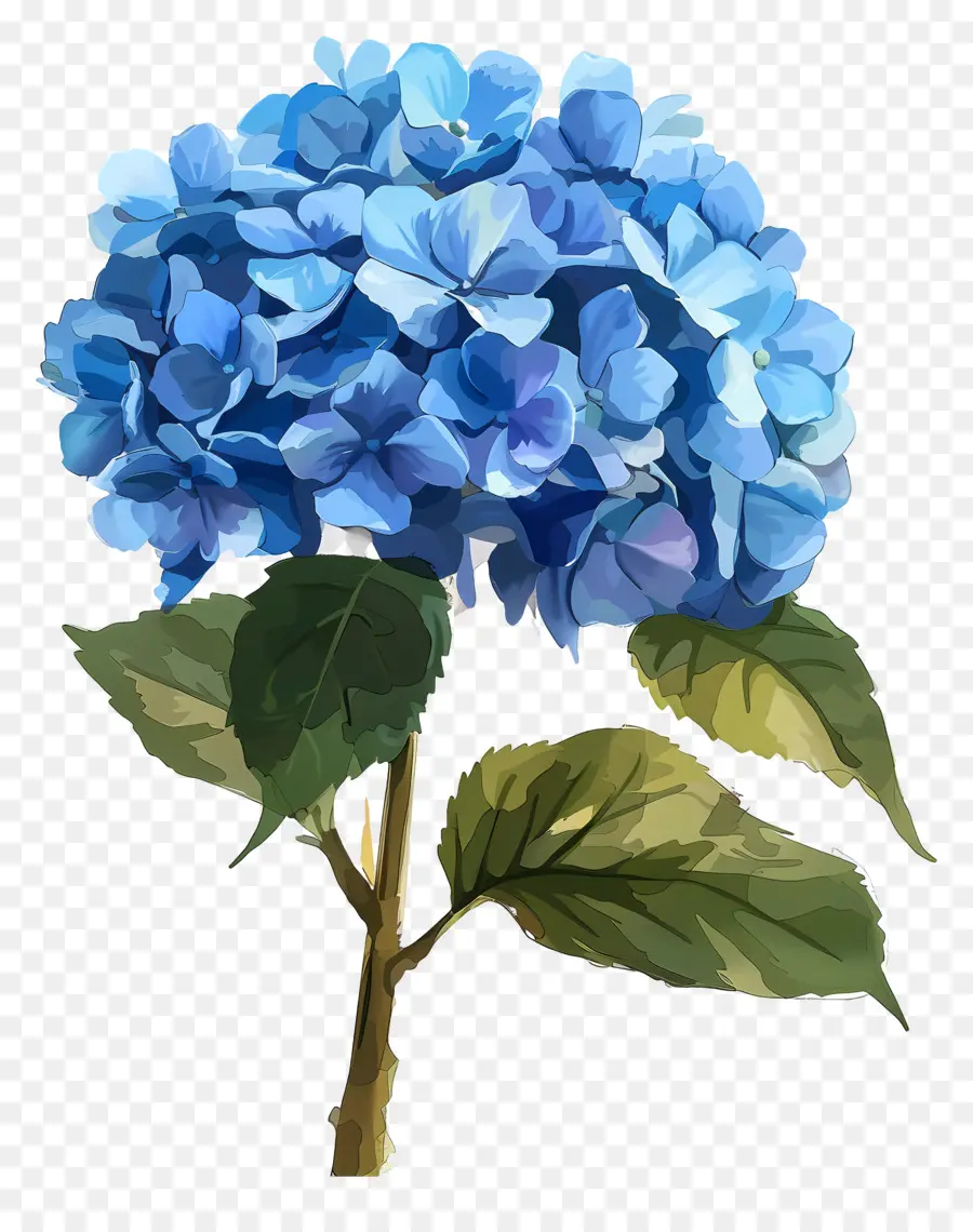 Hydrangea Biru，Bunga Biru PNG