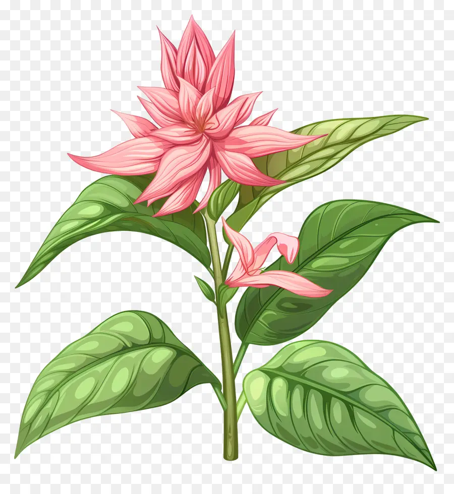 Bunga Balsam，Bunga Merah Muda PNG