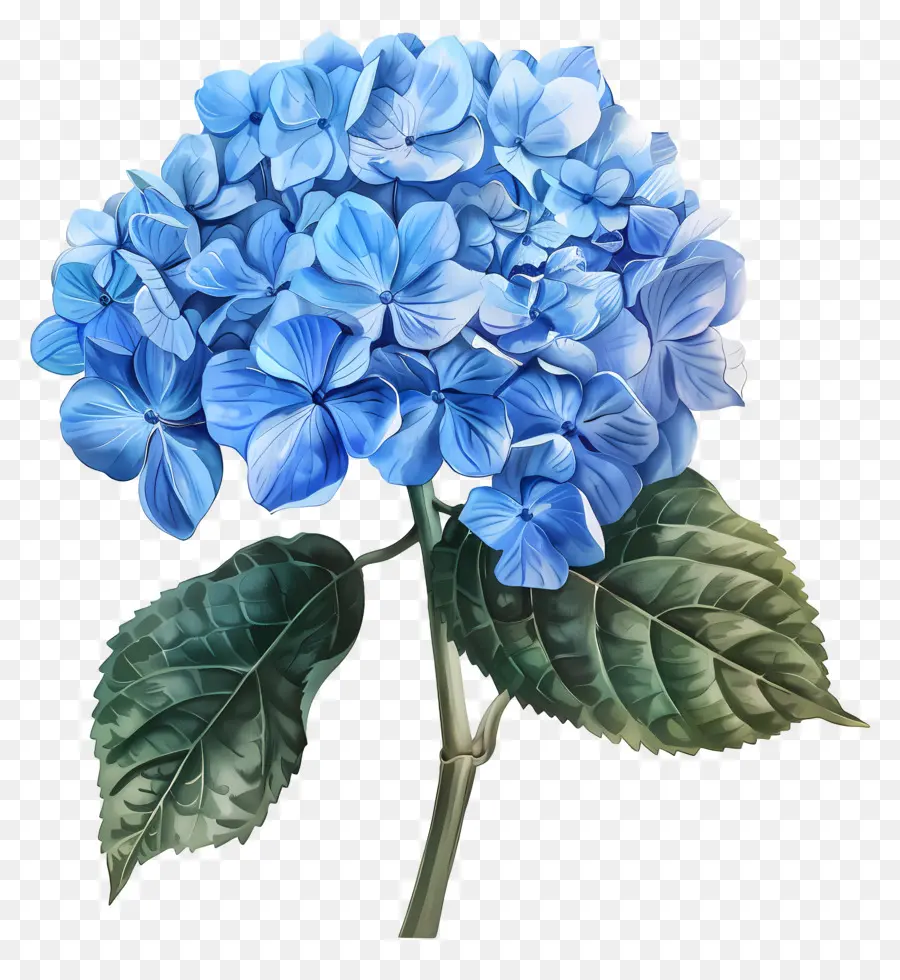 Hydrangea Biru，Bunga PNG