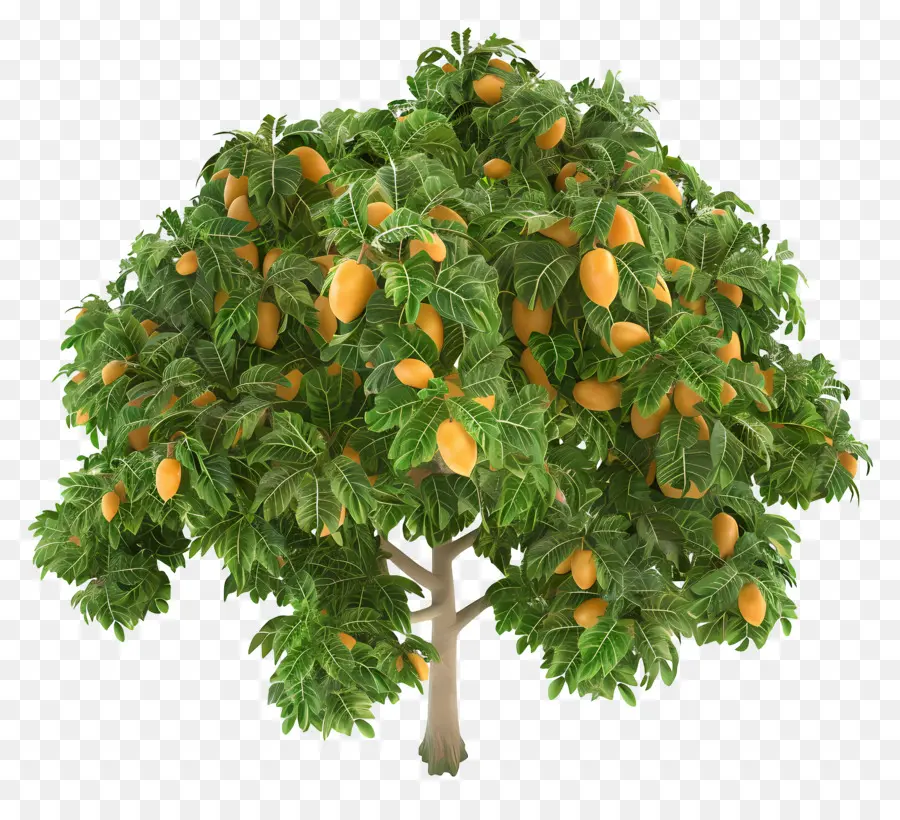 Pohon Mangga，Pohon Jeruk PNG