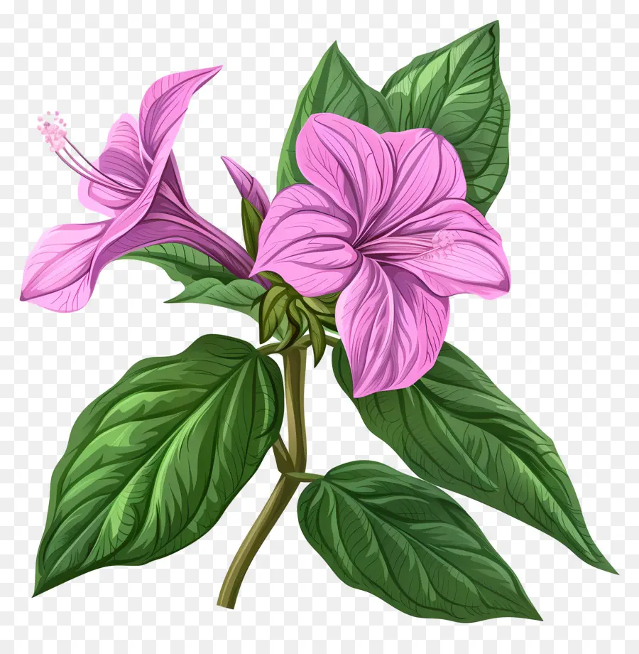 Bunga Balsam，Kembang Sepatu Merah Muda PNG