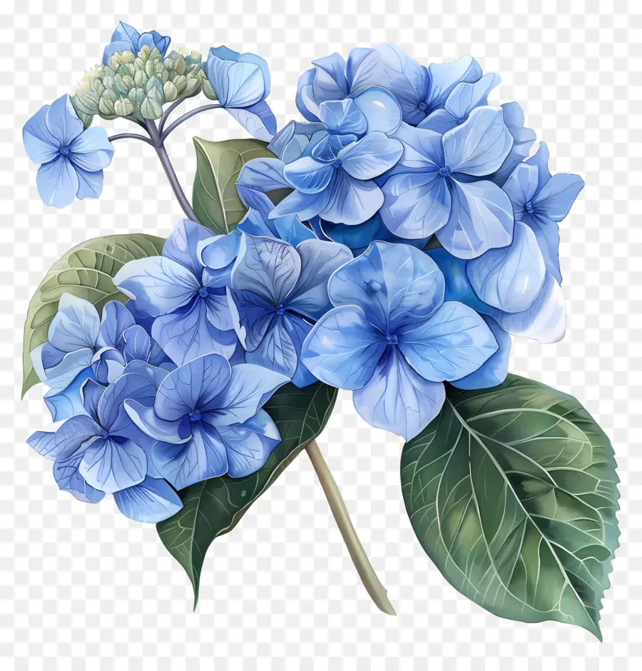 Hydrangea Biru，Biru PNG