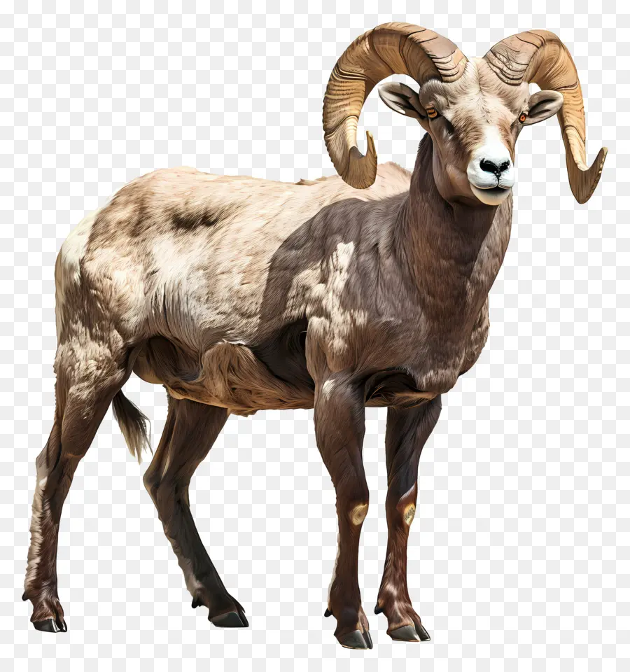 Bighorn Domba，Ram PNG