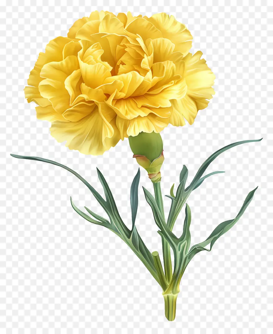 Carnation Yellow，Anyelir Kuning PNG