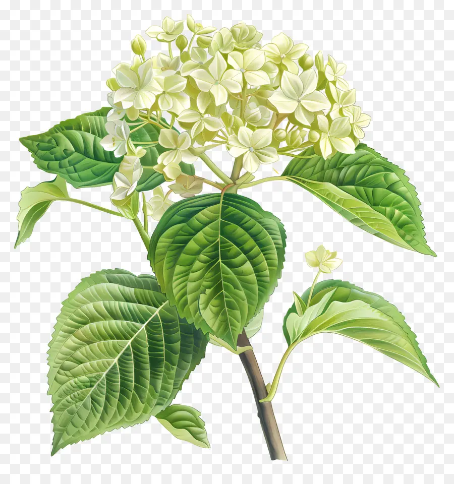 Hydrangea Quercifolia Pee Wee，Hortensia PNG