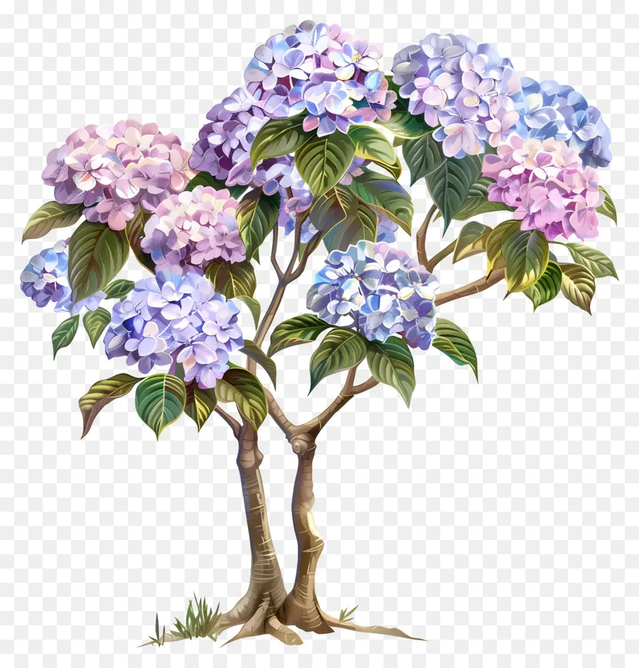 Pohon Hydrangea Tropis，Pohon Hortensia PNG