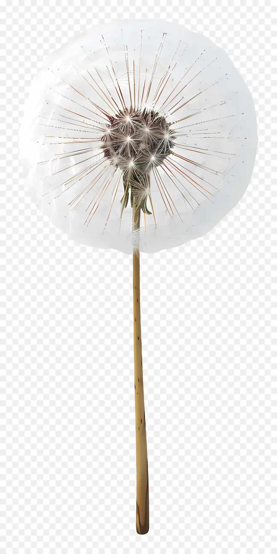 Dandelion，Bunga Putih PNG