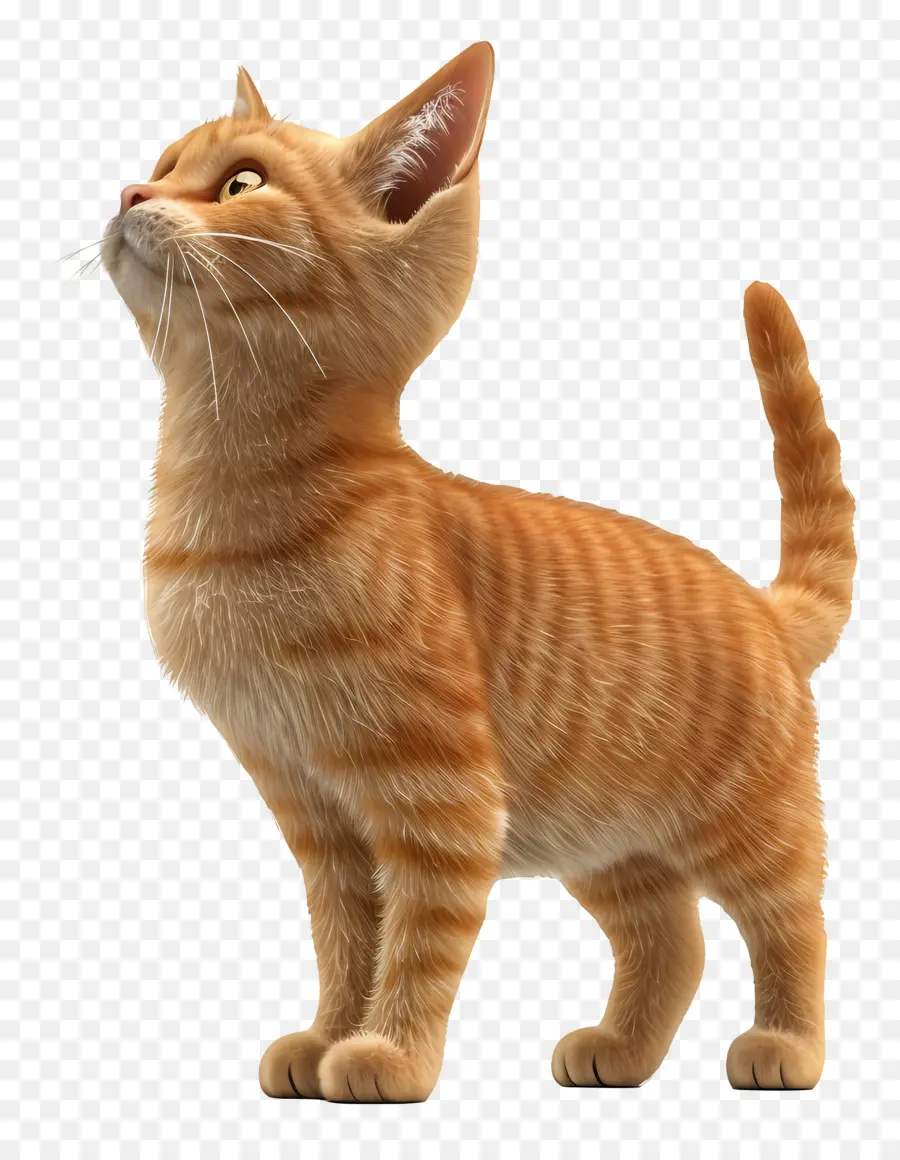 Tampilan Sisi Kucing Penuh Tubuh，Kucing Oranye PNG