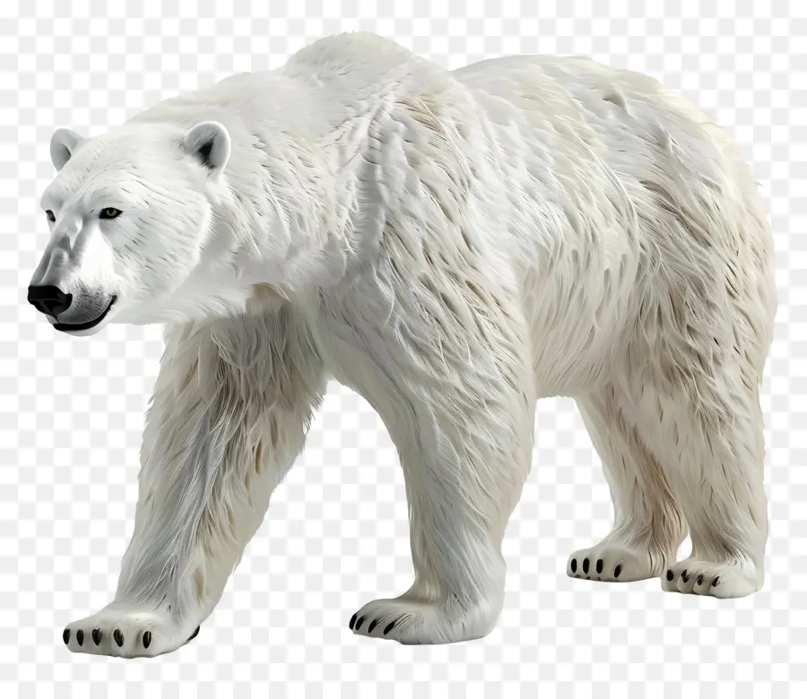Tampilan Samping Beruang Kutub，Beruang Kutub PNG