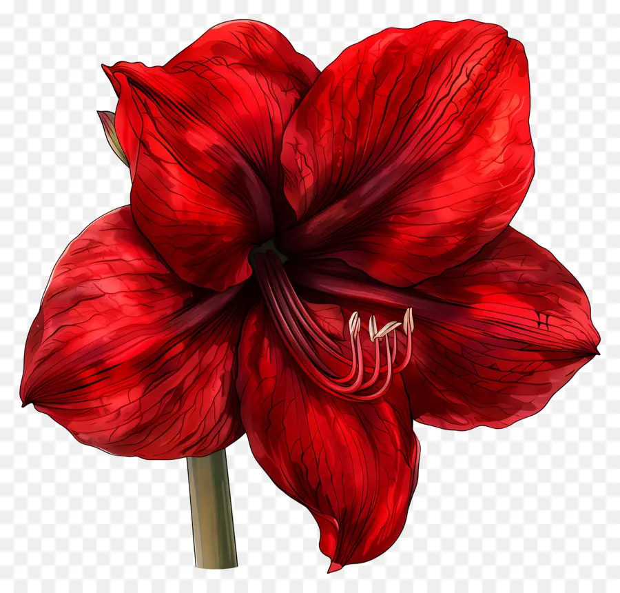 Bunga Amaryllis，Bunga Merah PNG