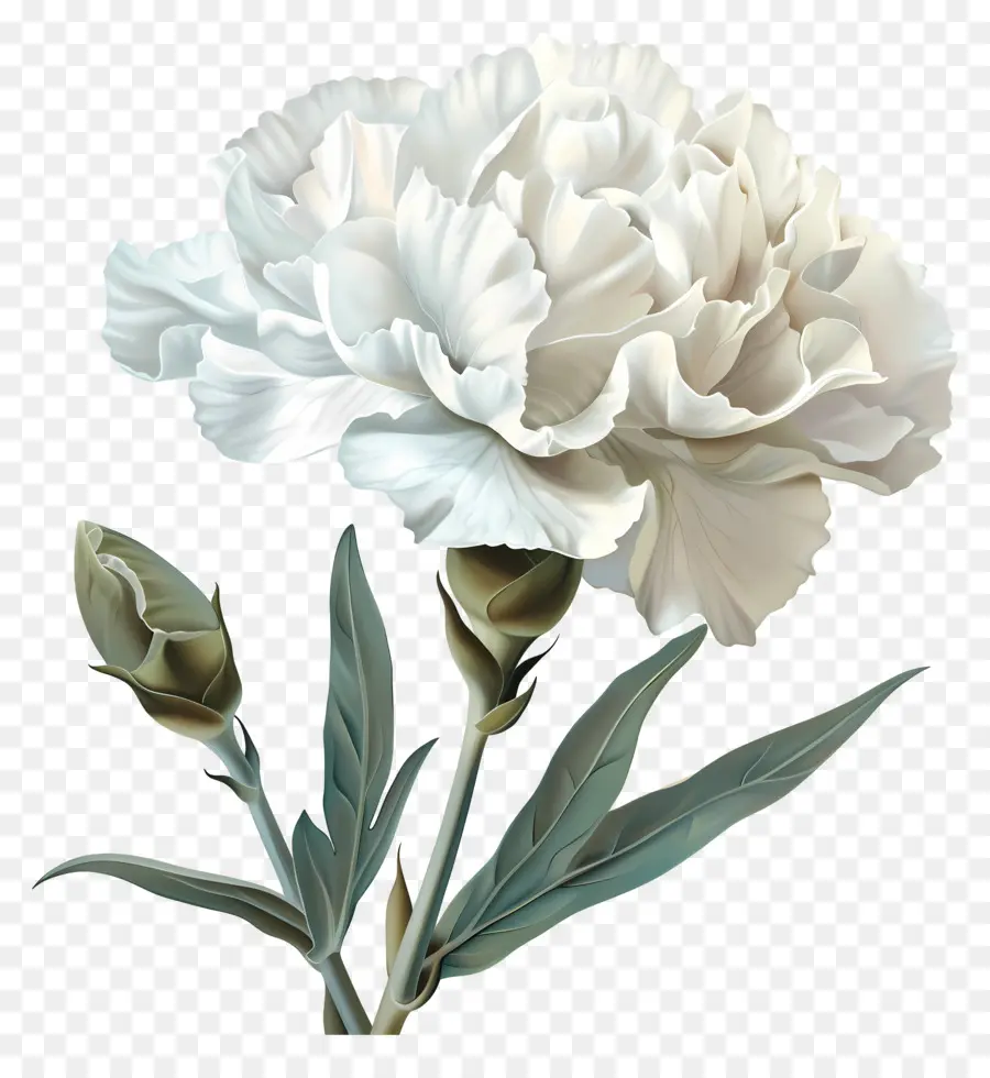 Anyelir Putih，Bunga PNG