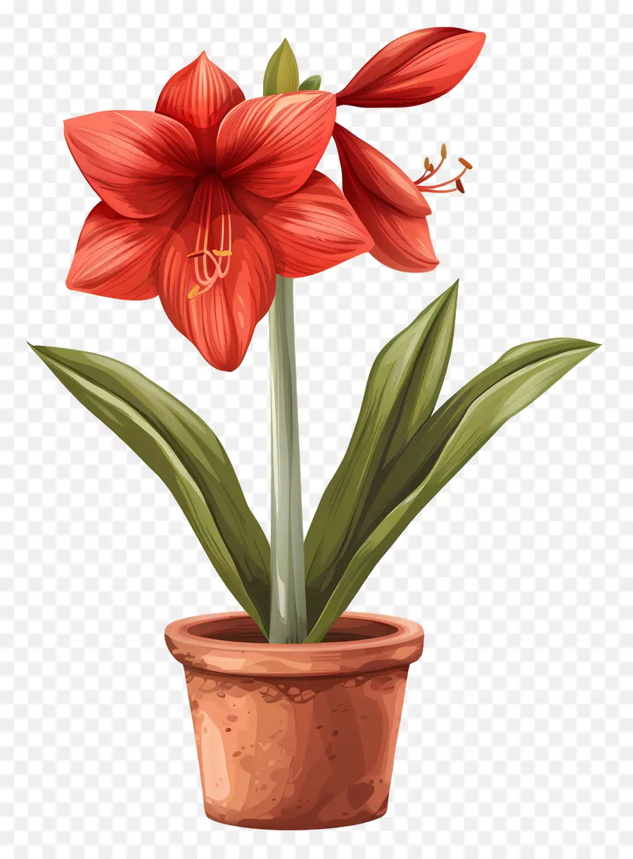 Bunga Amaryllis Pot，Bayam Merah PNG