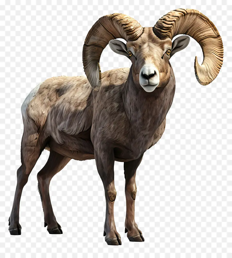 Bighorn Domba，Domba PNG