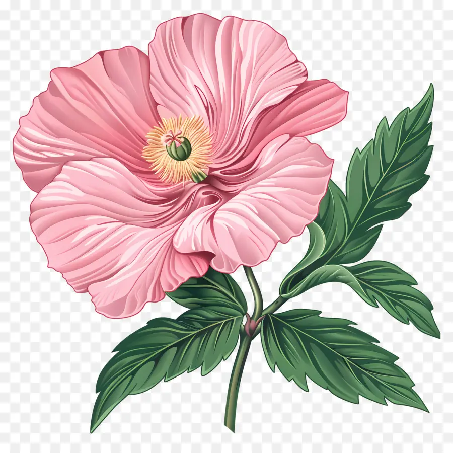 Bunga Merah Muda，Bunga Poppy Merah Muda PNG