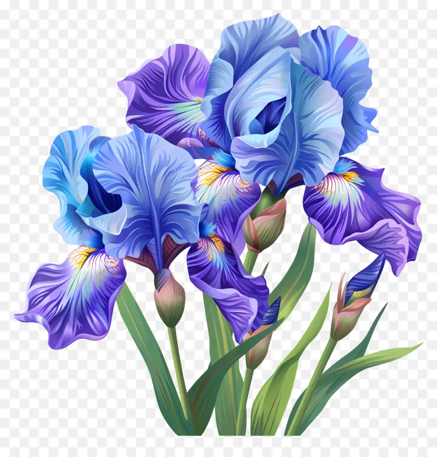 Iris，Bunga Iris Biru PNG