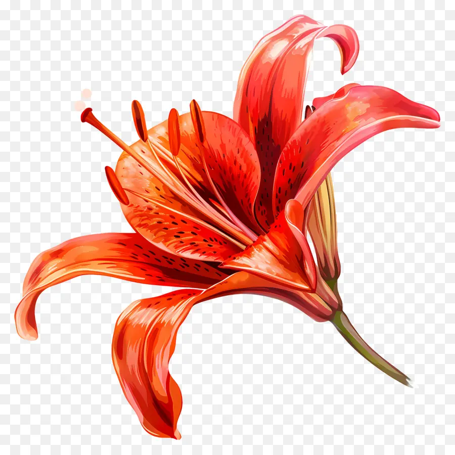 Lily Merah，Lily Jeruk PNG