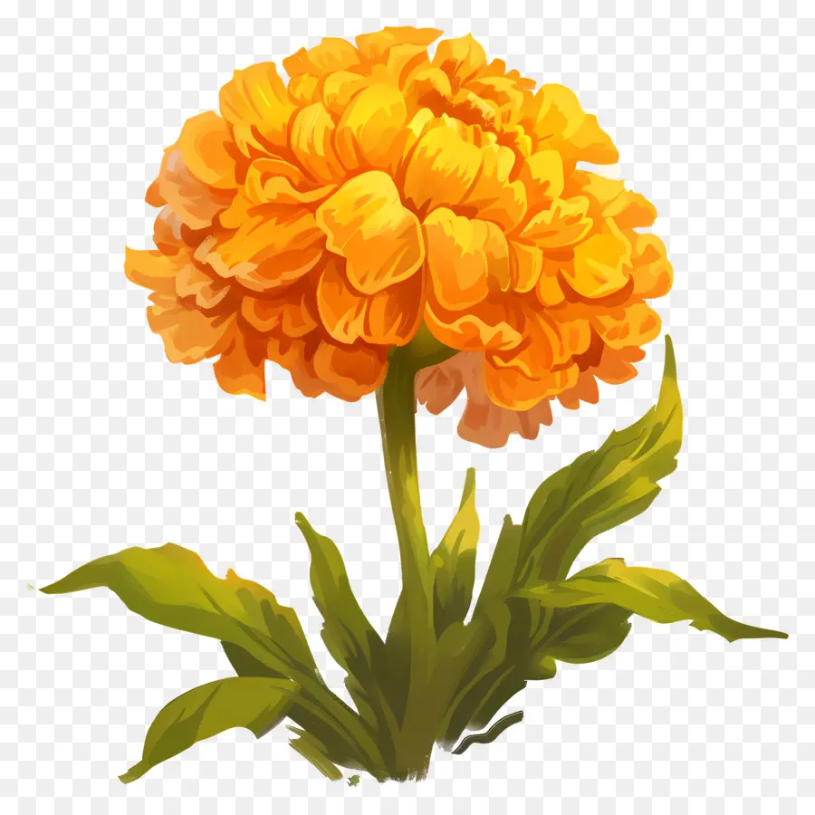 Marigold Kuning，Bunga Marigold PNG