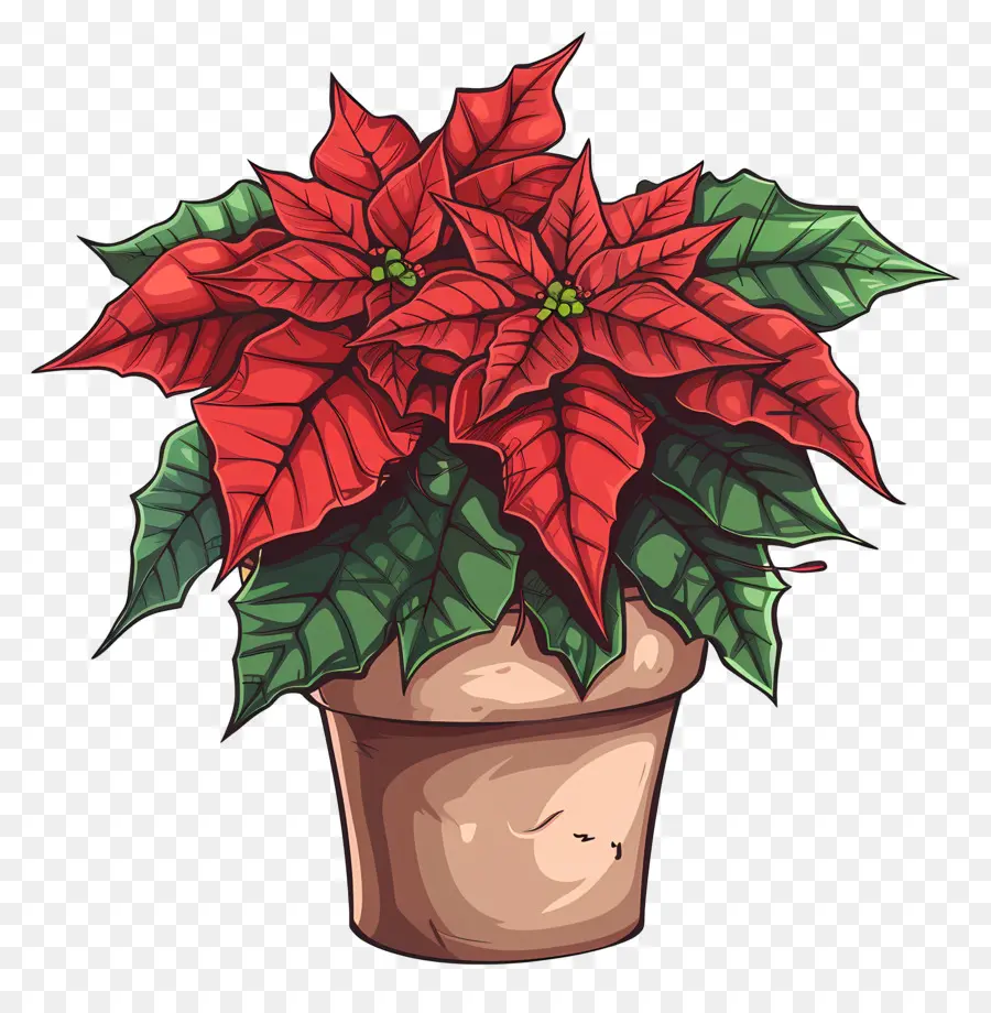 Poinsettia，Poinsettias PNG