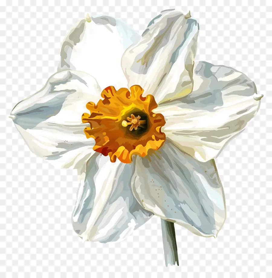 Daffodil Putih，Daffodil PNG
