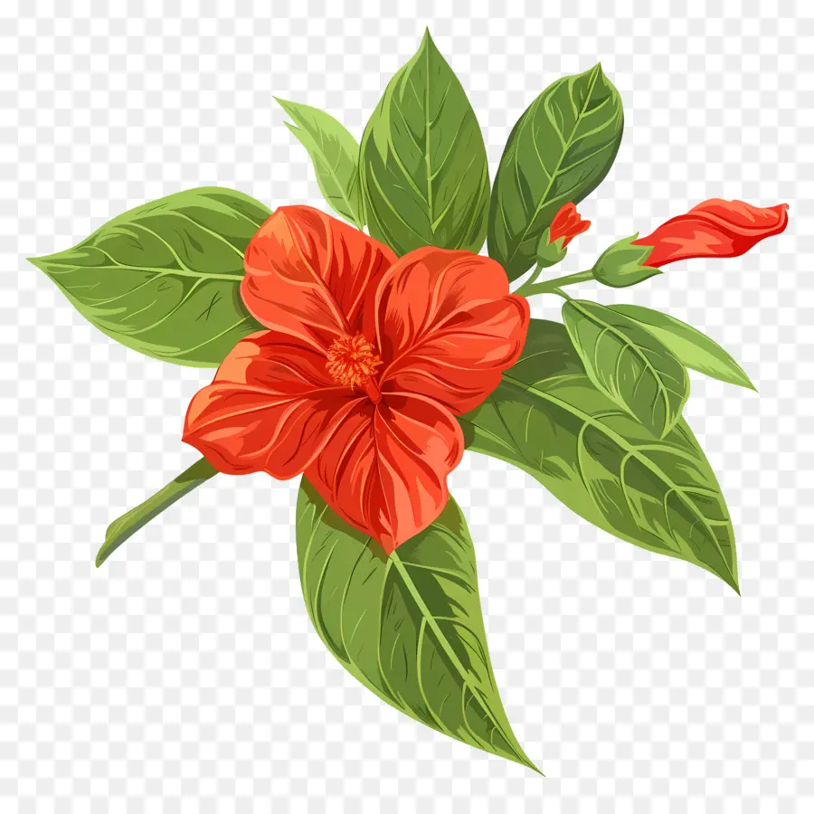 Bunga Perut，Bunga Kembang Sepatu PNG