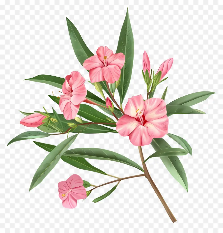 Oleander，Bunga Merah Muda PNG
