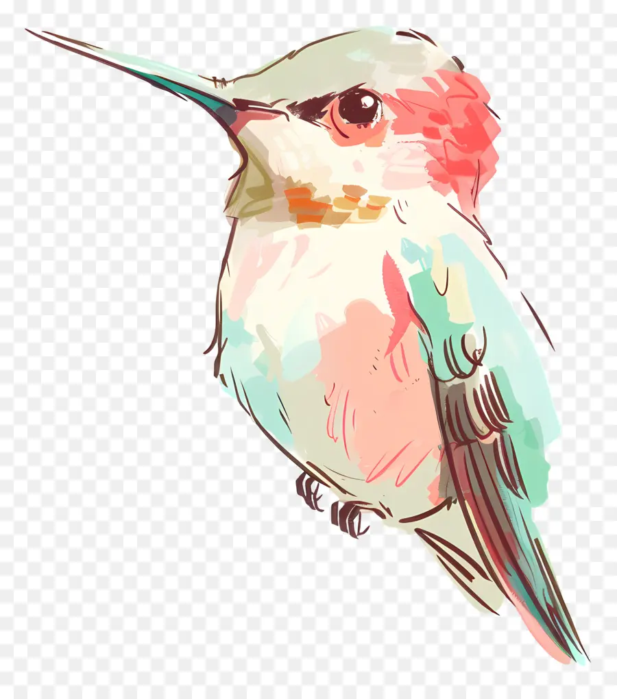 Hummingbird，Burung PNG