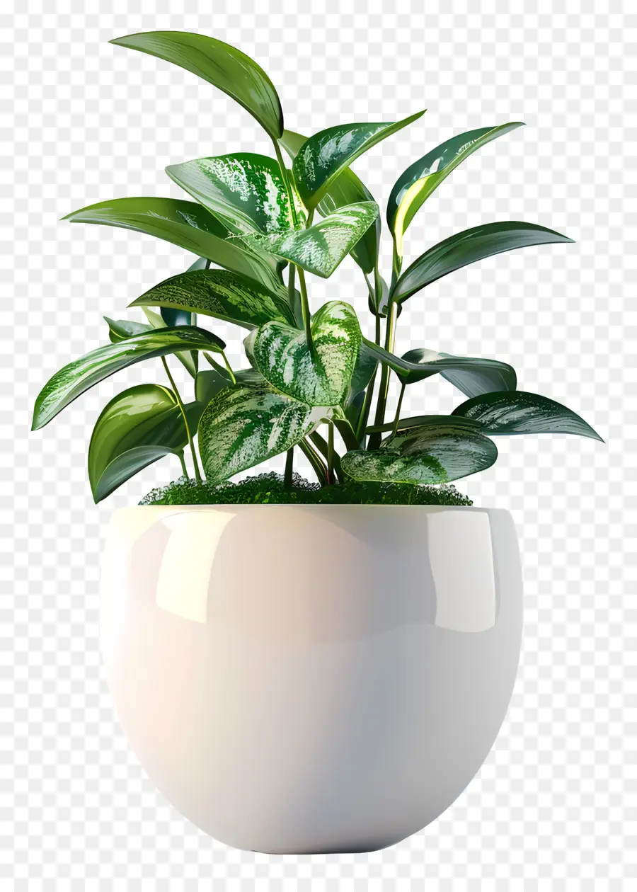 Tanaman Indoor Kecil，Pot Bunga Keramik PNG