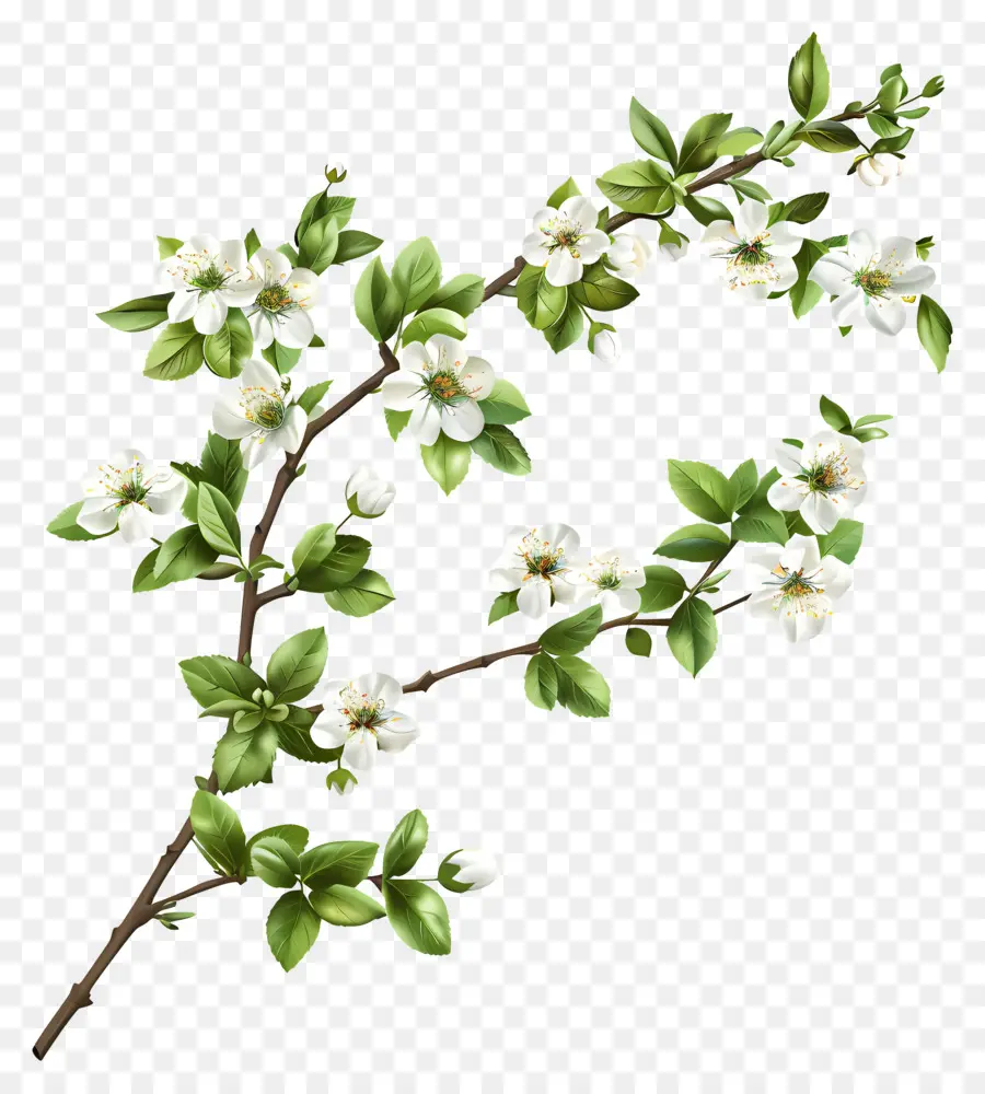 Bunga Putih Kecil，Pohon Apel PNG