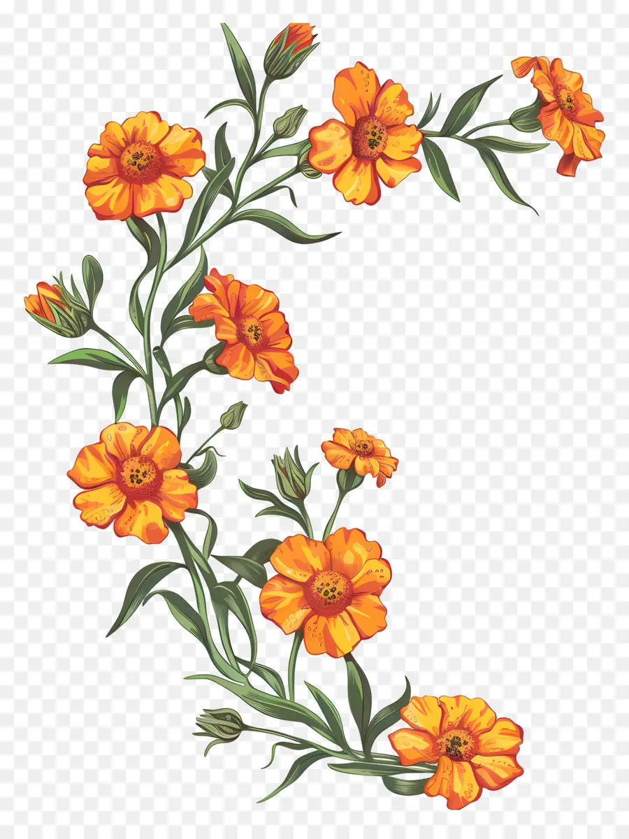 Bunga，Bunga Oranye PNG