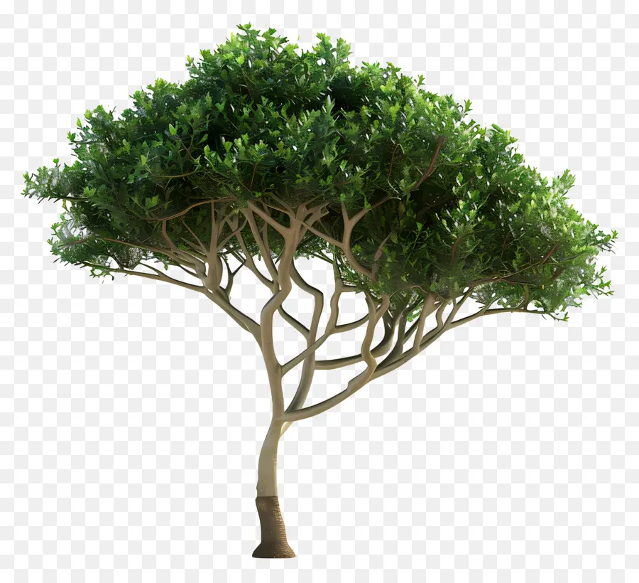 Pohon Kecil，Hijau Pohon PNG