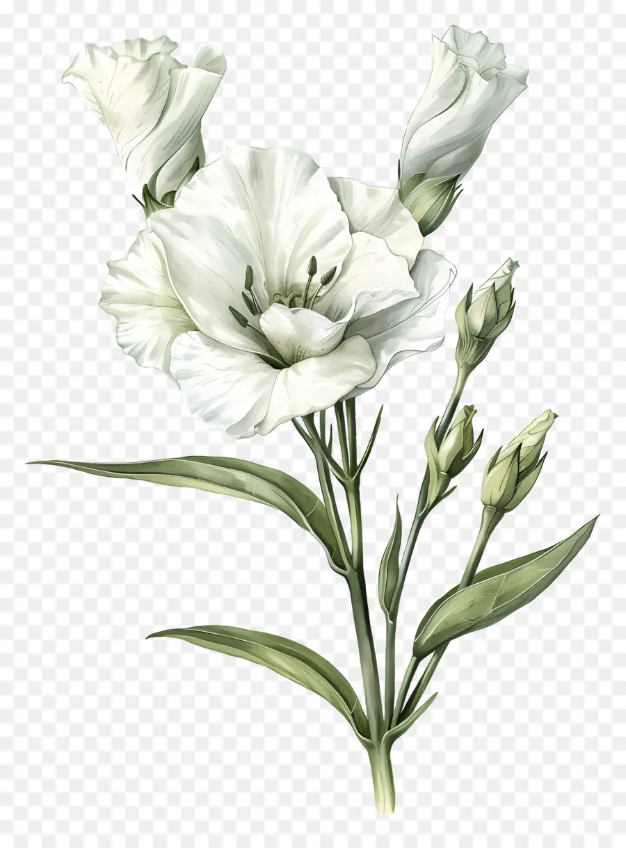 Bunga Lisianthus，Bunga Putih PNG