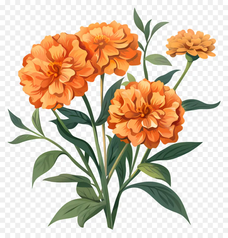 Marigold Orange，Bunga Oranye PNG